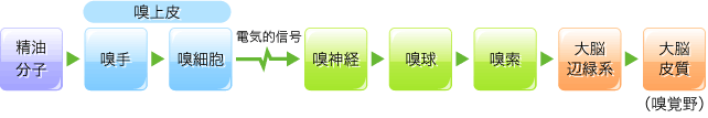 嗅覚の伝達経路図